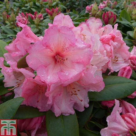 Rhododendron 'Virginia Richards' | Thompson & Morgan