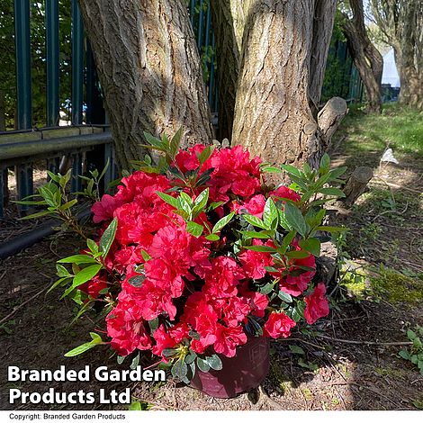 Rhododendron 'Encore Autumn Fire' (Azalea Group)