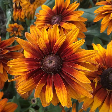 Rudbeckia x hirta hybrida 'Cherokee Sunset'Â® seeds | Thompson & Morgan