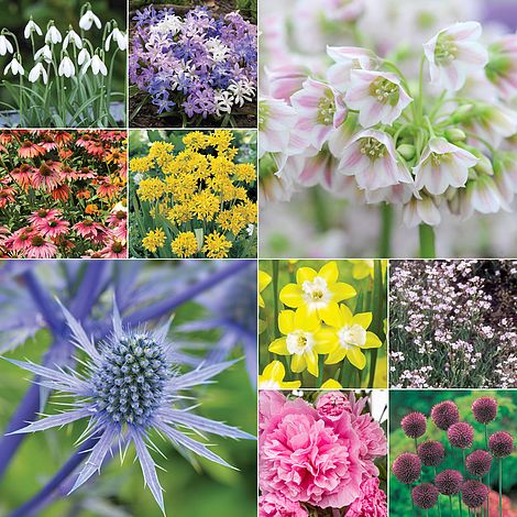 Spring Plant & Bulb Collection | Thompson & Morgan