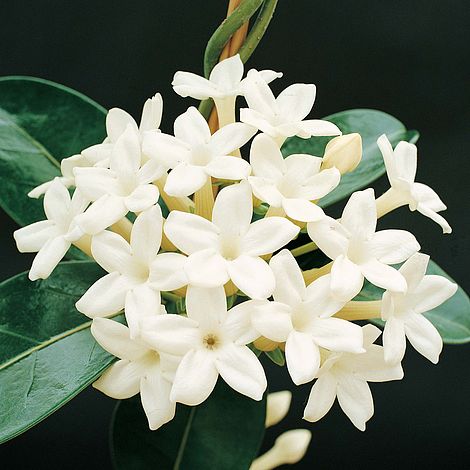 Stephanotis floribunda | Thompson & Morgan