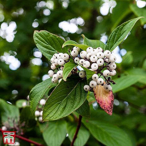 Cornus sericea 'Baileyi' plants | Thompson & Morgan