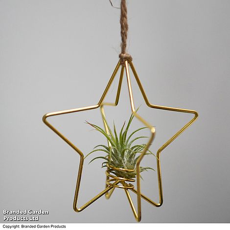 Hanging Air Plant (Tillandsia) - Gift