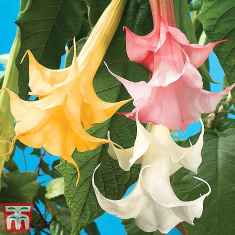 Brugmansia Suaveolens Double Fragrant Collection Thompson Morgan