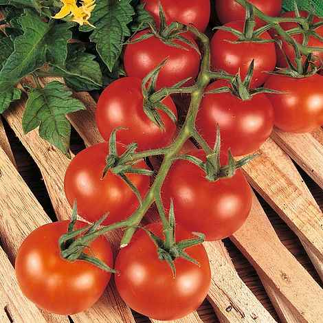 Tomato 'Shirley' F1 Hybrid seeds Thompson &amp; Morgan