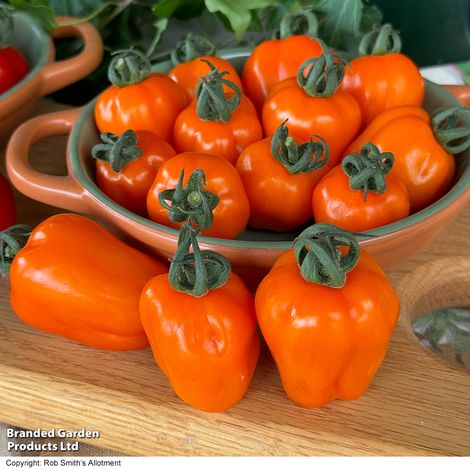 Tomato 'Appleberry Luscious Orange'