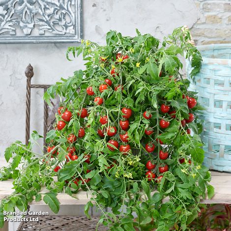 Tomato 'Magnusa'