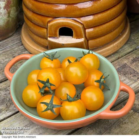 Tomato 'Honey Nectar'