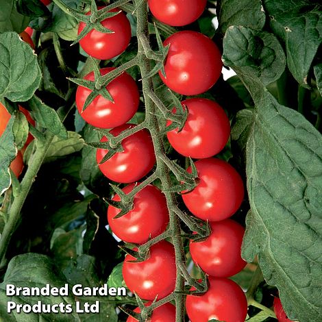 Hybrid Potato Tomato Plant