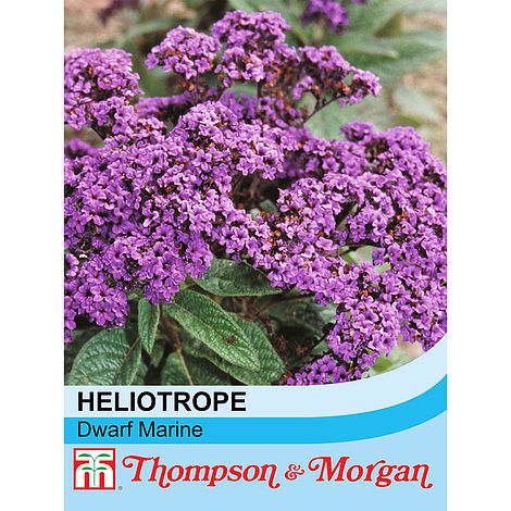 Heliotrope 'Dwarf Marine' seeds | Thompson & Morgan