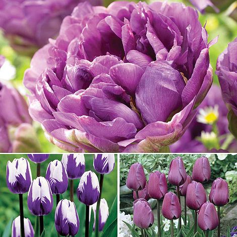 Tulip 'Purple Collection' | Thompson & Morgan