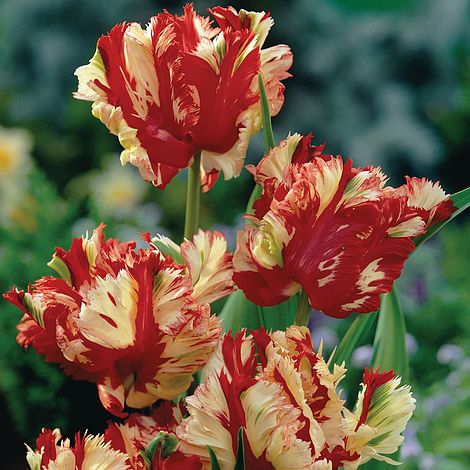 Tulip 'Flaming Parrot' | Thompson & Morgan