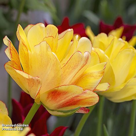 Tulip 'Akebono'