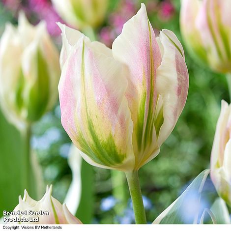 Tulip 'Blushing Artist'