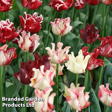 Tulip 'Coronet Mix'