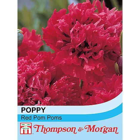 organisere beskyldninger siv Poppy 'Red Pom Poms' seeds | Thompson & Morgan
