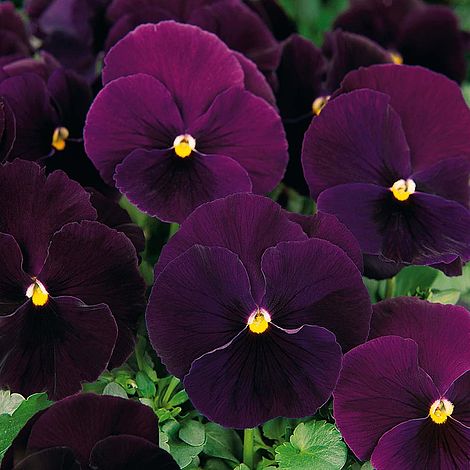 Pansy 'Bingo Deep Purple' F1 Hybrid  Thompson & Morgan