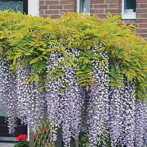 Wisteria Sinensis Patio Standard Plants Thompson Morgan