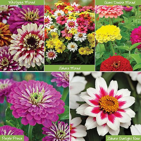 Zinnia Seed Collection | Thompson & Morgan