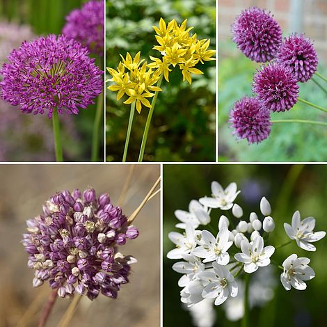 Bumper Allium Collection