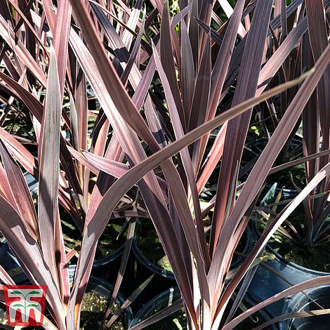 Cordyline 'Purple Sensation' | Thompson & Morgan