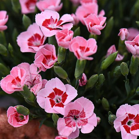 Dianthus 'Peach Party' | Thompson & Morgan