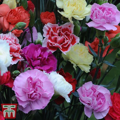 Dianthus 'Grenadin Mixed' | Thompson & Morgan