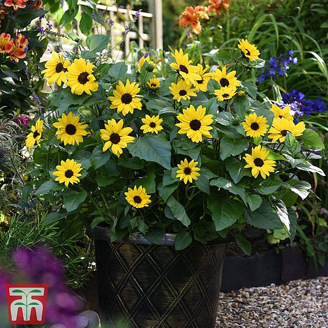 Sunflower SunBelievable™ 'Golden Girl' | Thompson & Morgan