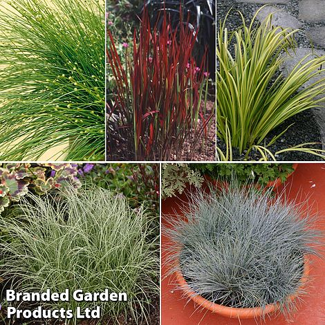 Colourful Ornamental Grass Collection | Thompson & Morgan