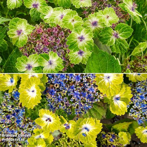 Hydrangea 'Tellar Green Dream Duo'