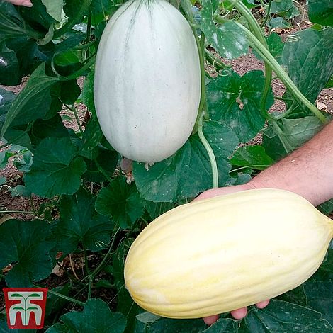 Melon 'Mangomel' F1 Hybrid - Seeds | Thompson & Morgan