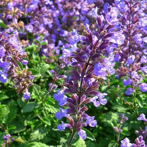 Nepeta faassenii 'Purrsian Blue' | Thompson & Morgan