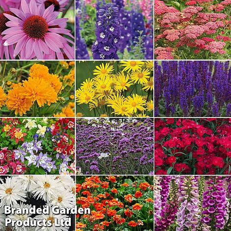 Best Value Rainbow Perennial Collection