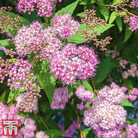 Spiraea japonica 'Odensala'