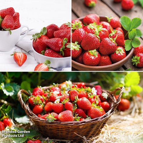 Strawberry Full Season Collection