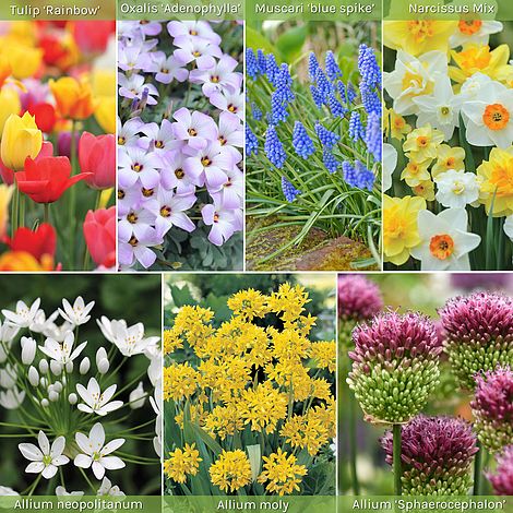 Spring Flower Bulbs – Mandy Spring Farm Nursery, Inc.