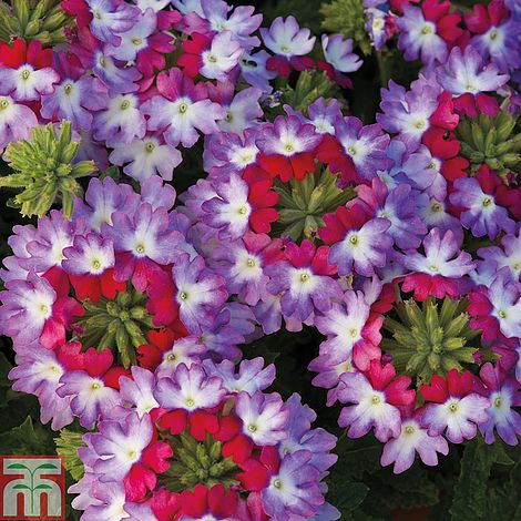 Verbena 'Sparkle Purple' plug plants | Thompson & Morgan