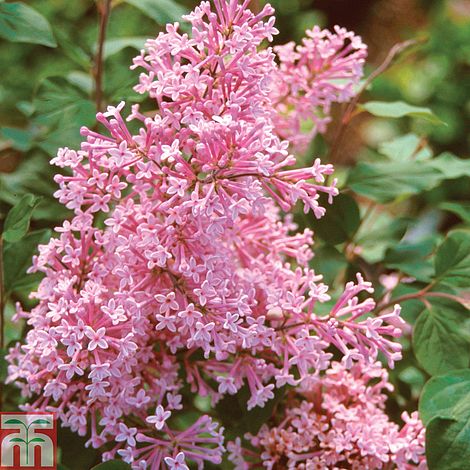 Lilac 'Sugar Plum Fairy' plants | Thompson & Morgan