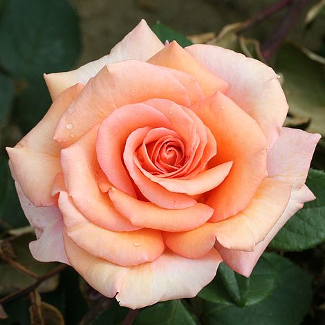 Rose 'Warm Wishes' (Hybrid Tea Rose) plants | Thompson & Morgan