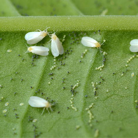 10 Whitefly Killer Cards - Encarsia formosa | Thompson & Morgan