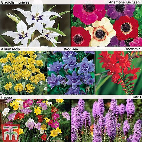 Summer Flowering Bulb Collection | Thompson & Morgan