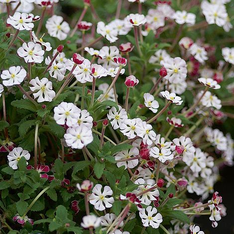 Night Phlox Ovata Plug Plants Thompson Morgan