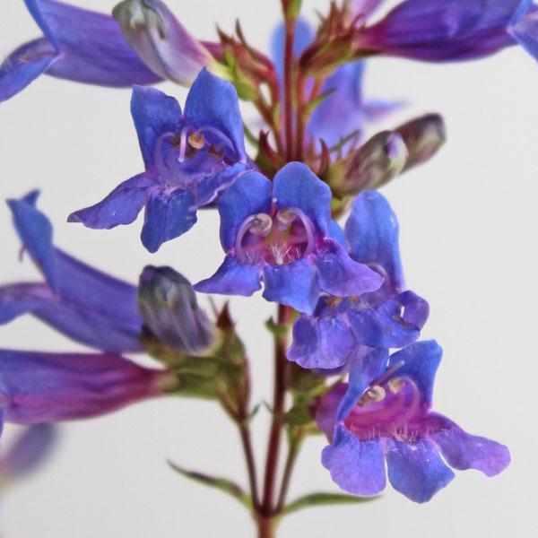 Penstemon heterophyllus 'Heavenly Blue'