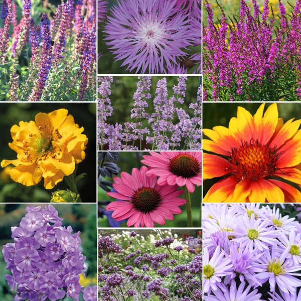 Nurserymans Choice Perennial Cottage Garden Collection