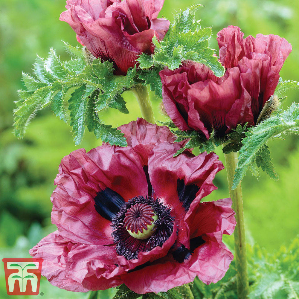 Название маков. Мак Восточный (Papaver orientale). Мак Восточный (Papaver orientale l.). Мак декоративный папавер. Семена Мак папавер.