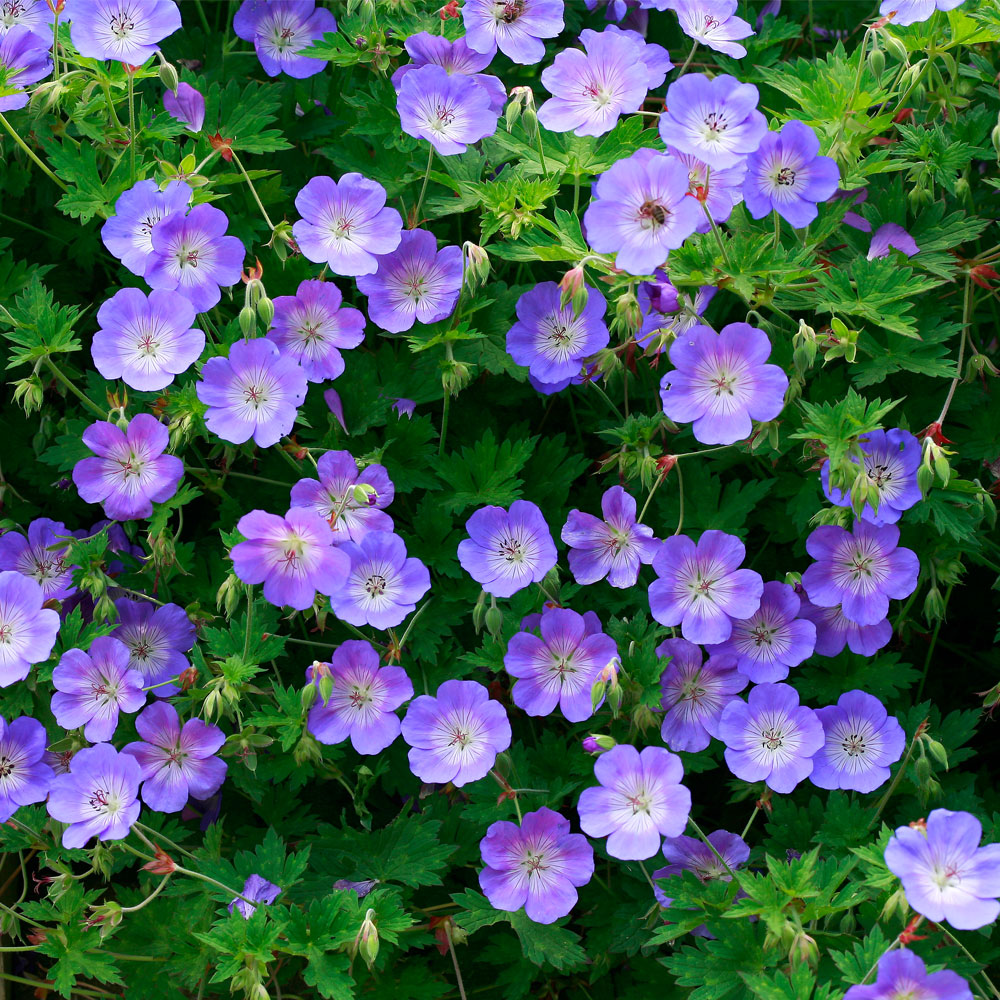 Geranium 'Rozanne', Geranium 'Rozanne in GardenTags plant encyclopedia