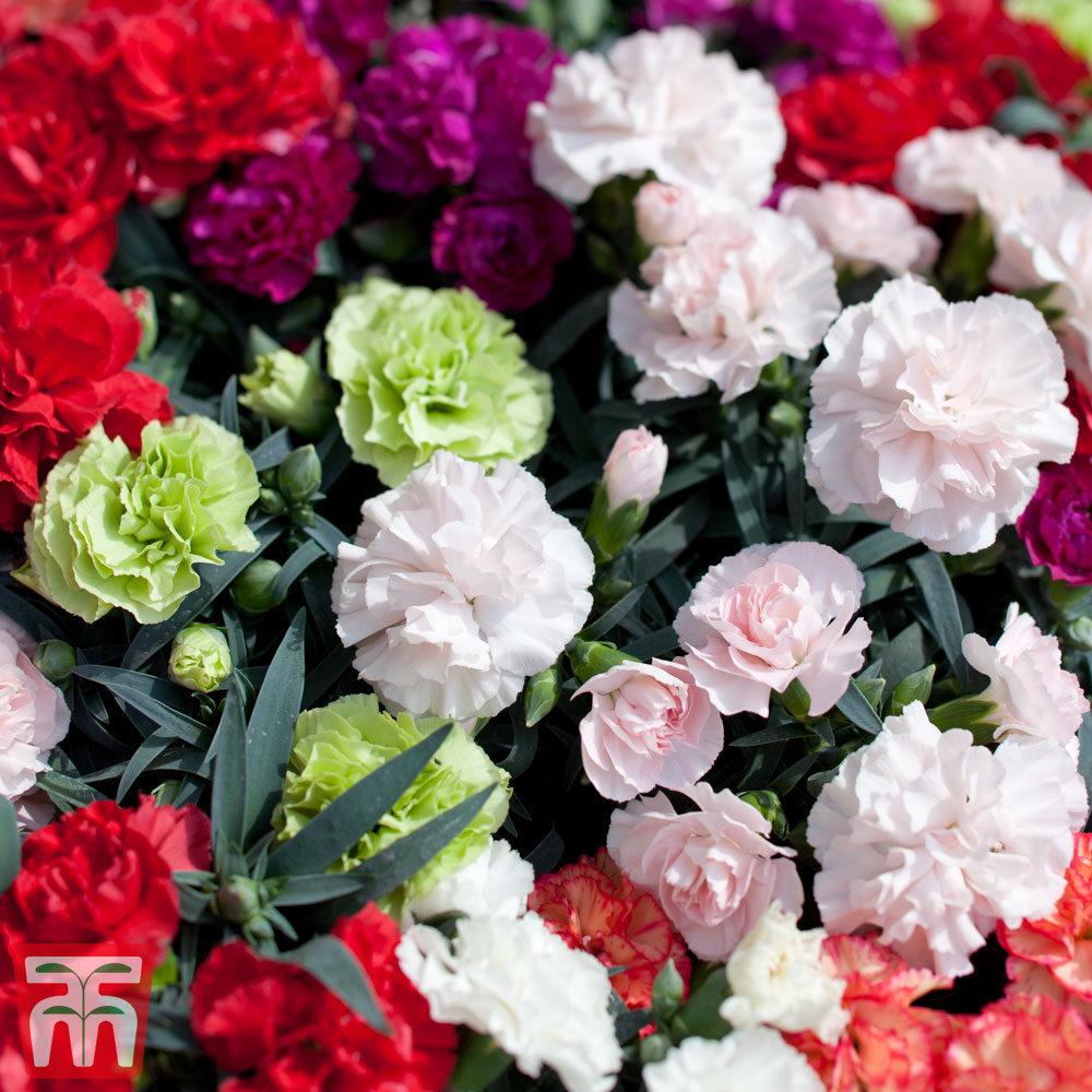 Dianthus 'Sunflor' Mixed | Thompson & Morgan