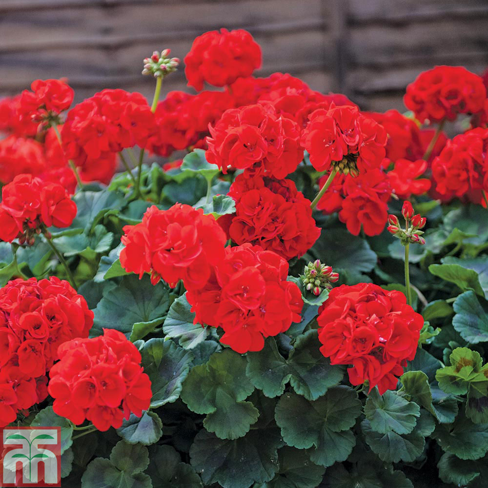 Geranium 'samelia' Plug Plants 