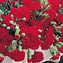 Dianthus caryophyllus 'Trailing Carnations Mixed' seeds | Thompson & Morgan