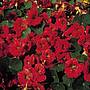 Nasturtium 'Mahogany Jewel' seeds | Thompson & Morgan